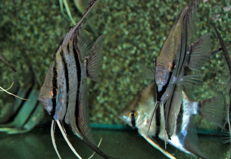 Pterophyllum Sc. Peru Red Spotted L