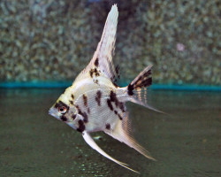 P. Scalare Platinum Marble S/M