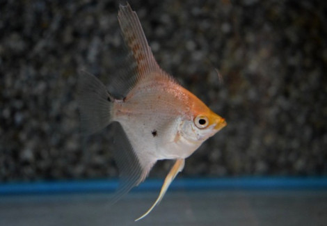 P. Scalare Gold Marble L