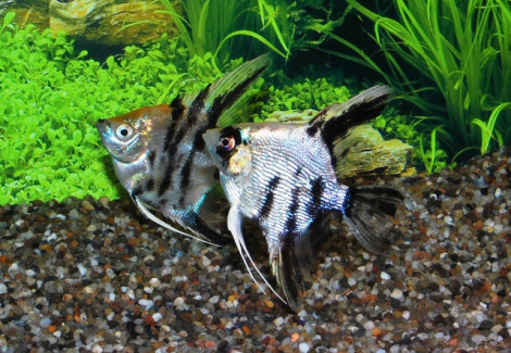 Pterophyllum Sc. Koi Diamond M/L