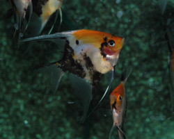 P. Scalare Koi Goldhead Redcheek L