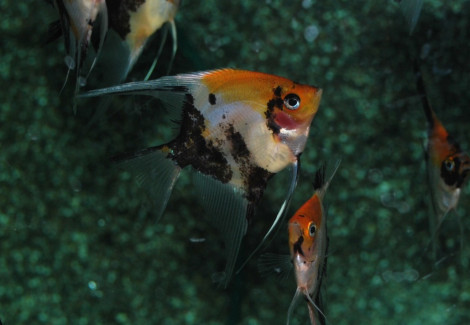 P. Scalare Koi Goldhead Redcheek L