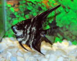Pterophyllum Sc. Marble S/M