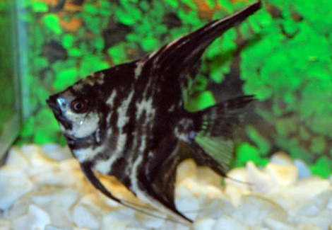Pterophyllum Sc. Marble Xl
