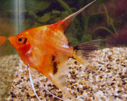 P. Scalare Red Devil L