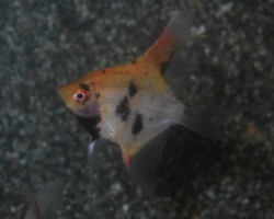 P. Scalare Panda Goldhead Xl