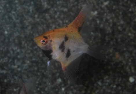 P. Scalare Panda Goldhead Xl