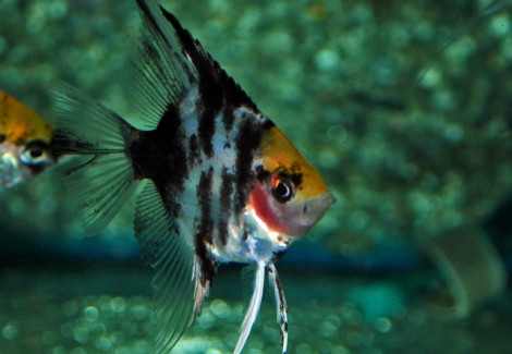 P. Scalare Marble Goldhead Xl