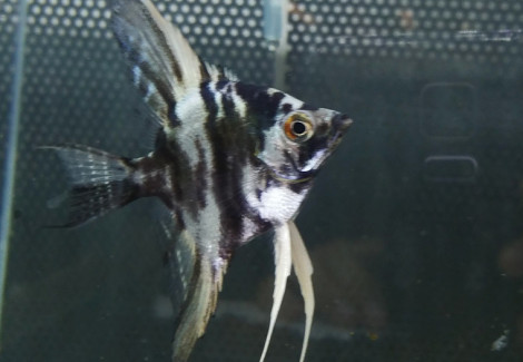Pterophyllum Sc. Blue/Marble Xl