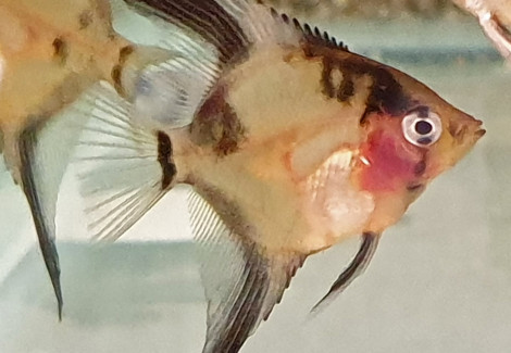 Pterophyllum Sc. Ghost Blushing S/M
