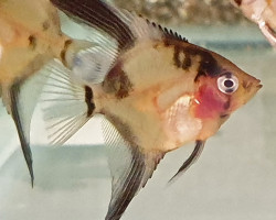 Pterophyllum Sc. Ghost Blushing Xl