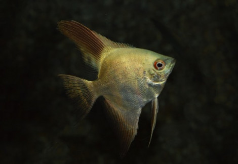 P. Scalare Green Seal Point L