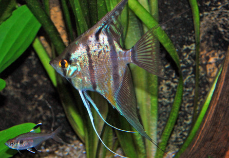 Pterophyllum Sc. Sp. "Rio Nanay" S/M