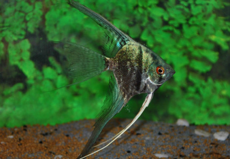 Pterophyllum Sc. Smokey Blue M