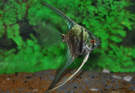 Pterophyllum Sc. Smoke M/L