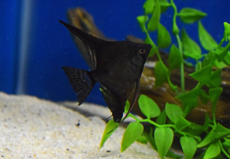 P. Scalare Black Xl