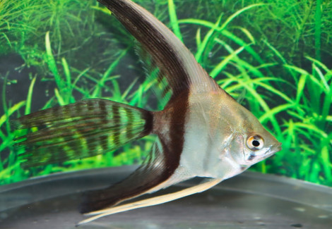 P. Scalare Bicolor Longfin Show
