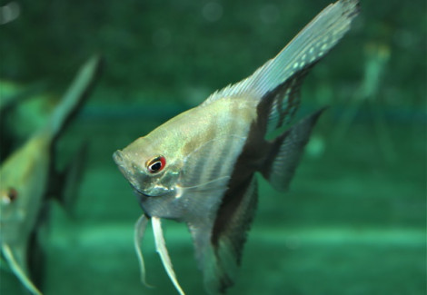 P. Scalare Bicolor M