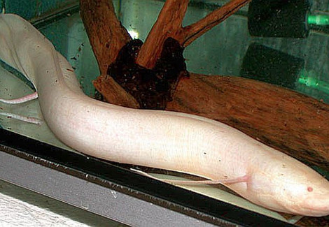 Protopterus Dolloi Albino 50Cm