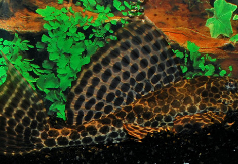 Pterygoplichthys Gibbiceps S/M