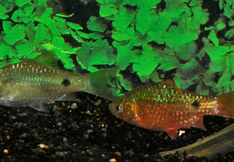 Pethia Conchonius M/L
