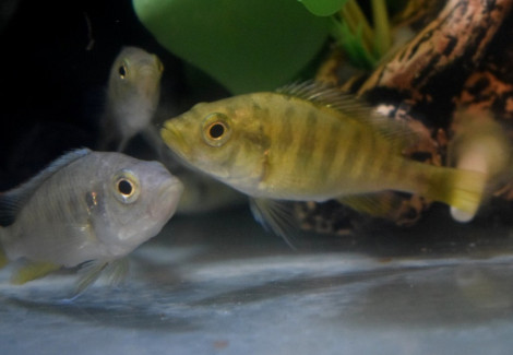Haplochromis Nyererei S/M