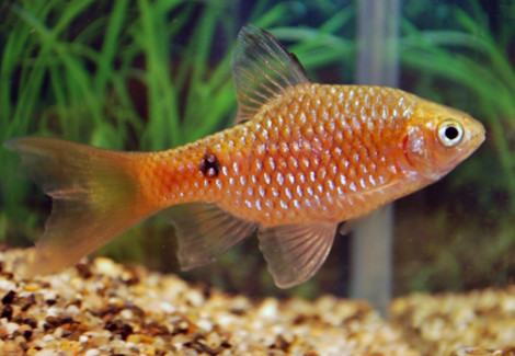 Puntius Conchonius Longfin M/L