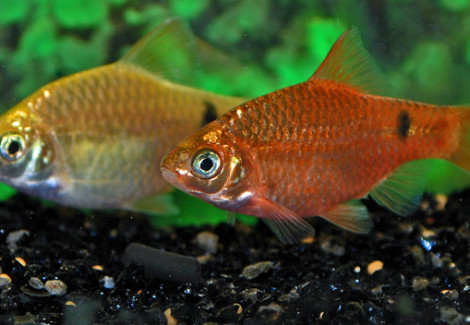 Pethia Conchonius Neon S/M