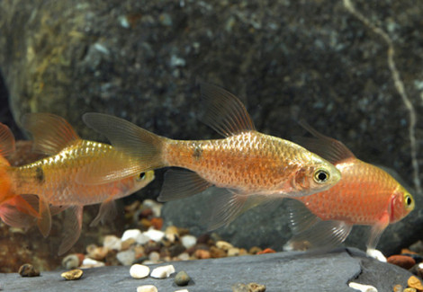 Puntius Conchonius Neon Long Fin M