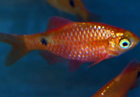 Pethia Conchonius Neon Gold M/L