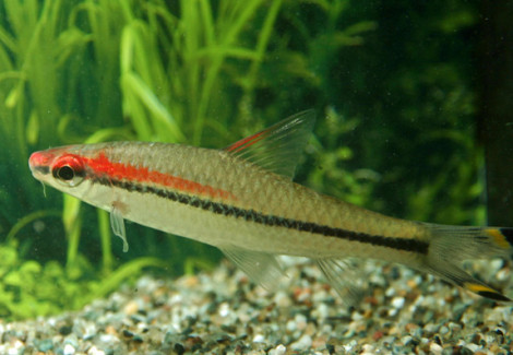 Puntius Denisoni L