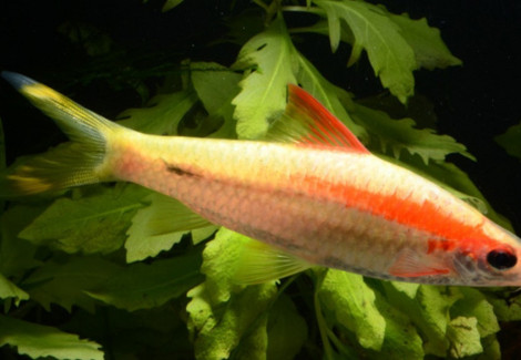 Puntius Denisonii Gold M