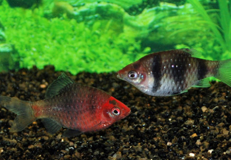 Pethia Nigrofasciata Xl