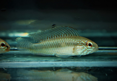 Apistogramma Iniridae S/M