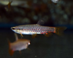 Pyrrhulina Brevis M