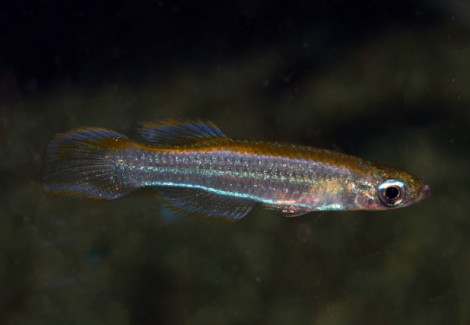 Poropanchax Luxophthalmus  L