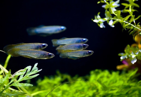 Aplocheilichthys Normani Xl