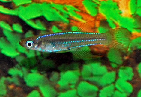Micropanchax Scheeli L