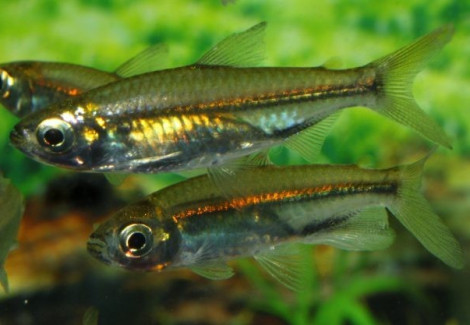 Rhabdalestes Septentrionalis M