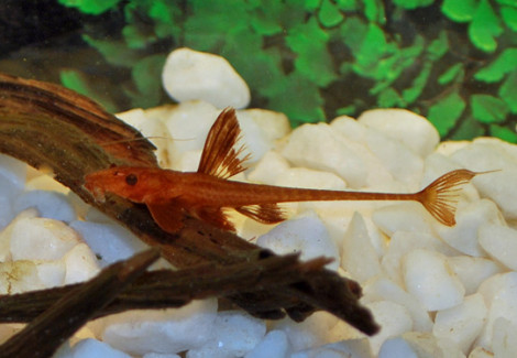 L010A Rineloricaria Sp.  S