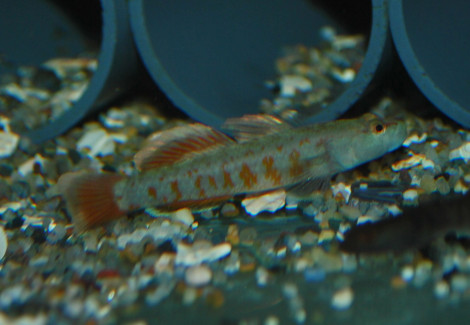 Rhinogobius Zhoui L