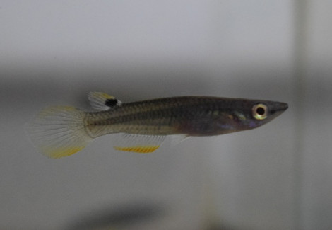 Aplocheilus Panchax Xl