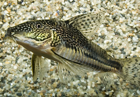 Scleromystax Barbatus  L