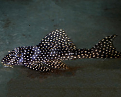 L048 Scobiancistrus Cf. Pariolispos S