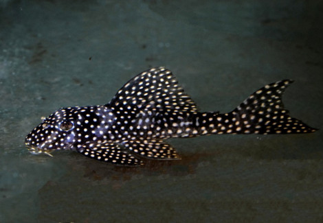L048 Scobiancistrus Cf. Pariolispos S