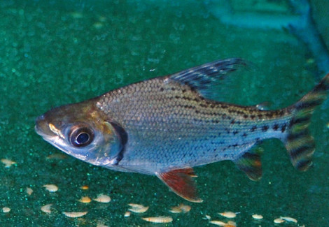 Semaprochilodus Taeniurus M/L