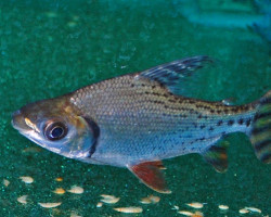 Semaprochilodus Taeniurus L