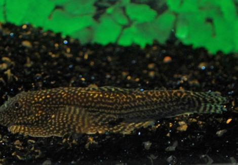 Sewellia Sp. Spotted M