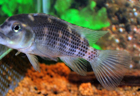 Steatocranus Casuarius S