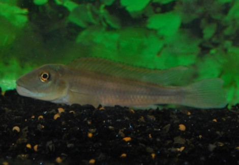 Steatocranus Tinanti M